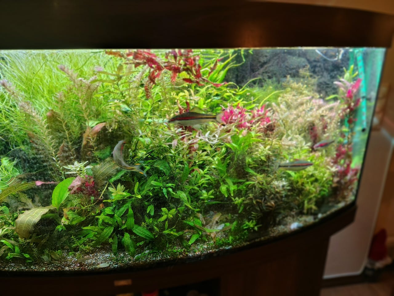 Levering Plante Sierpot Stjerne Fisk Brun