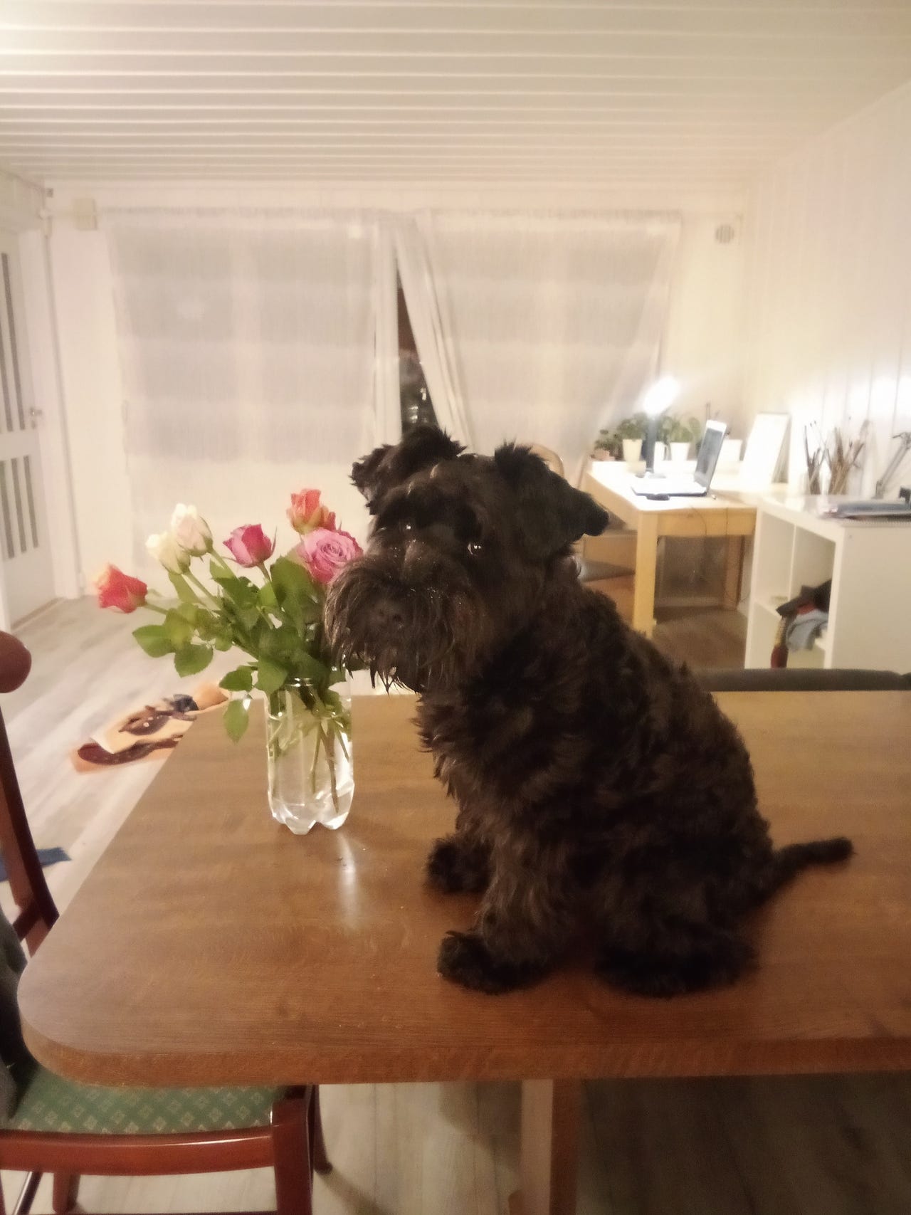 Schnauzer salt/pepper