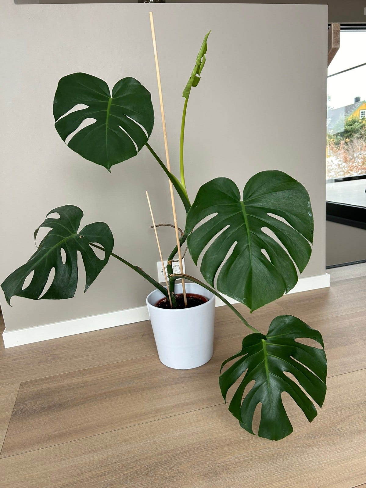 Monstera Deliciosa Leveringsplanter 1 main image 0