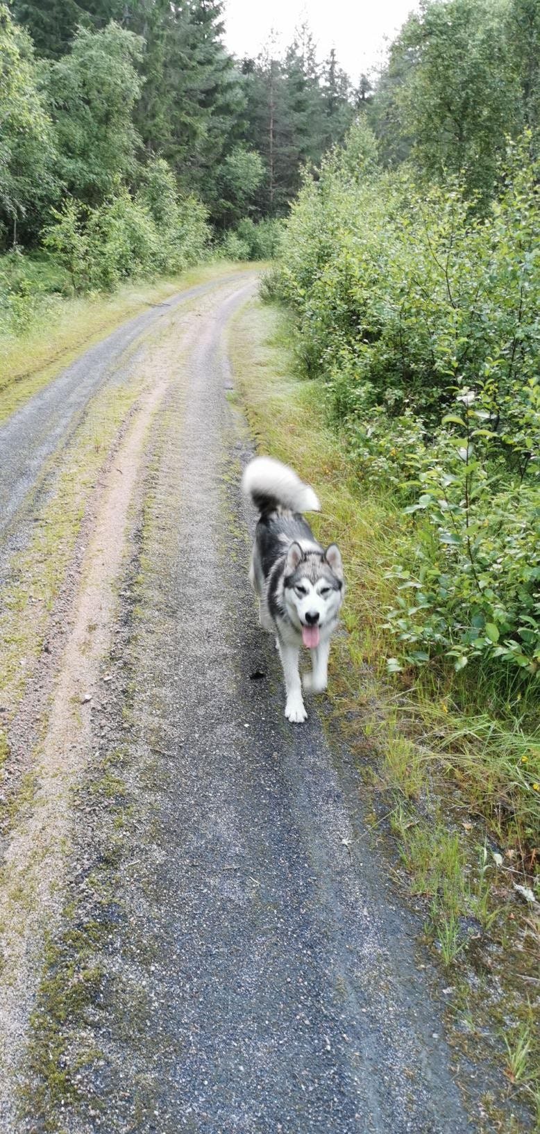 Alaskan malamute