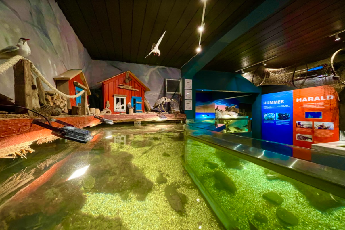 Risør Akvarium Galleribilde