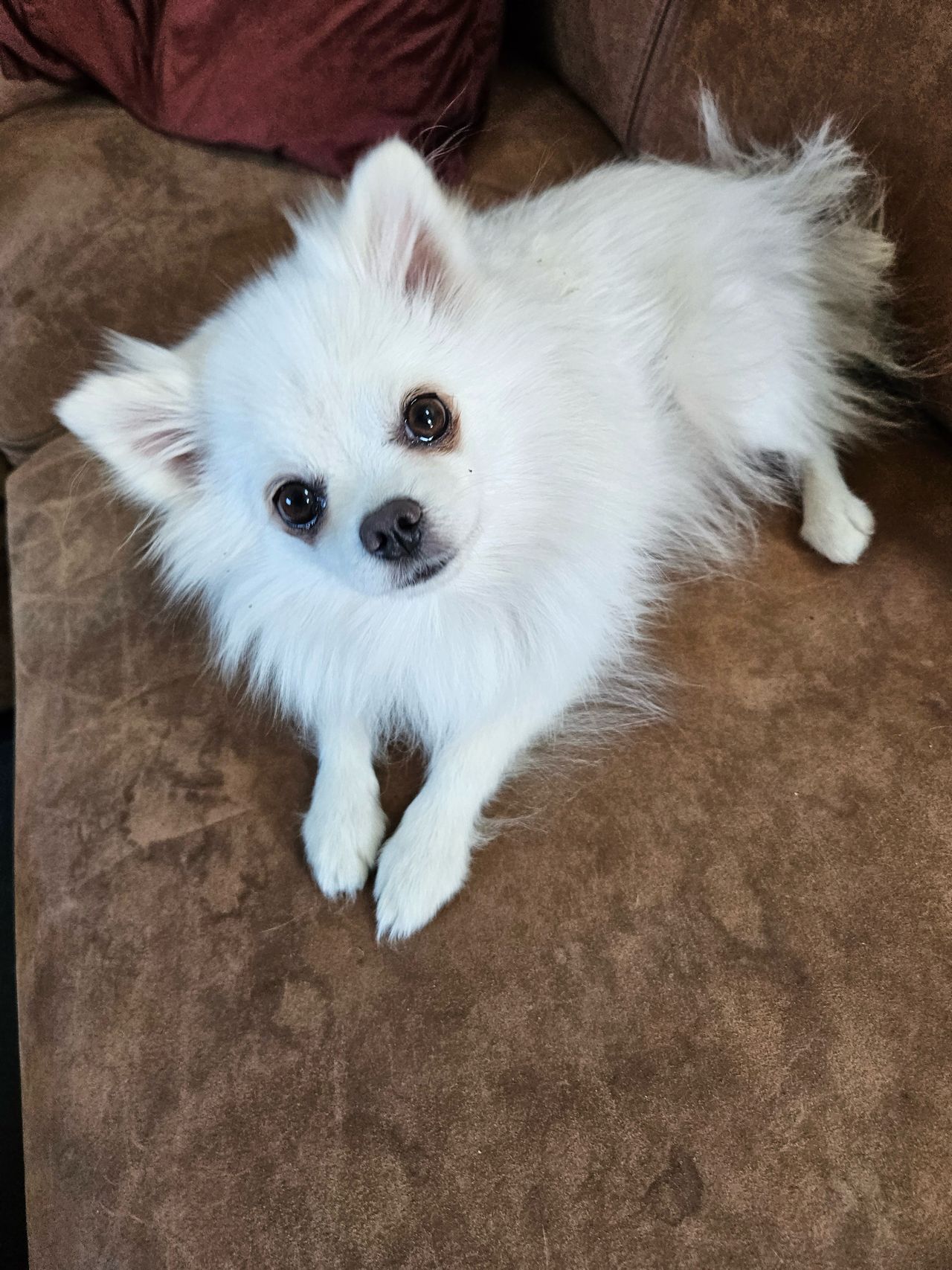 Pomeranian