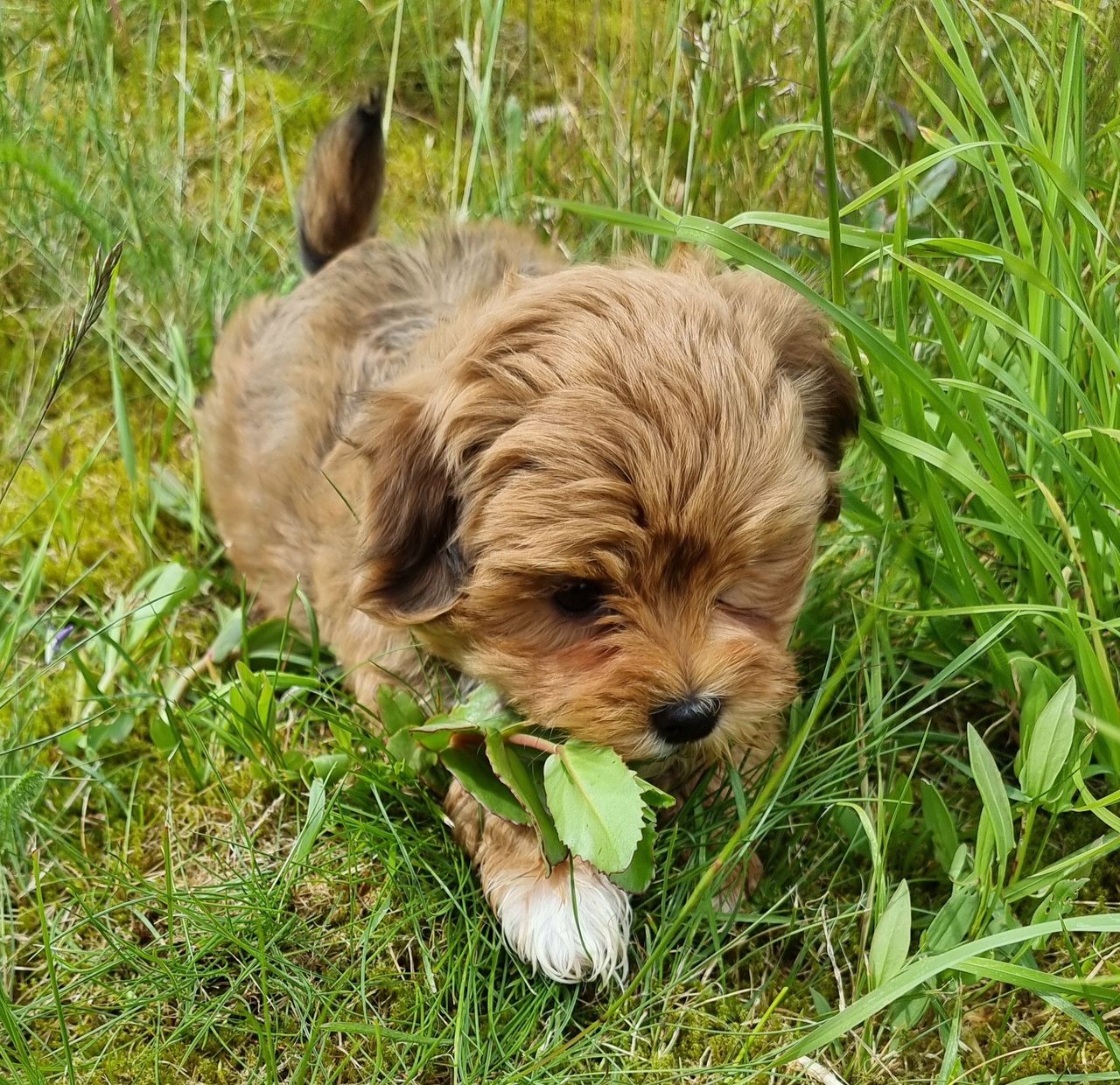 Vakker Bichon Havanais valp FINN