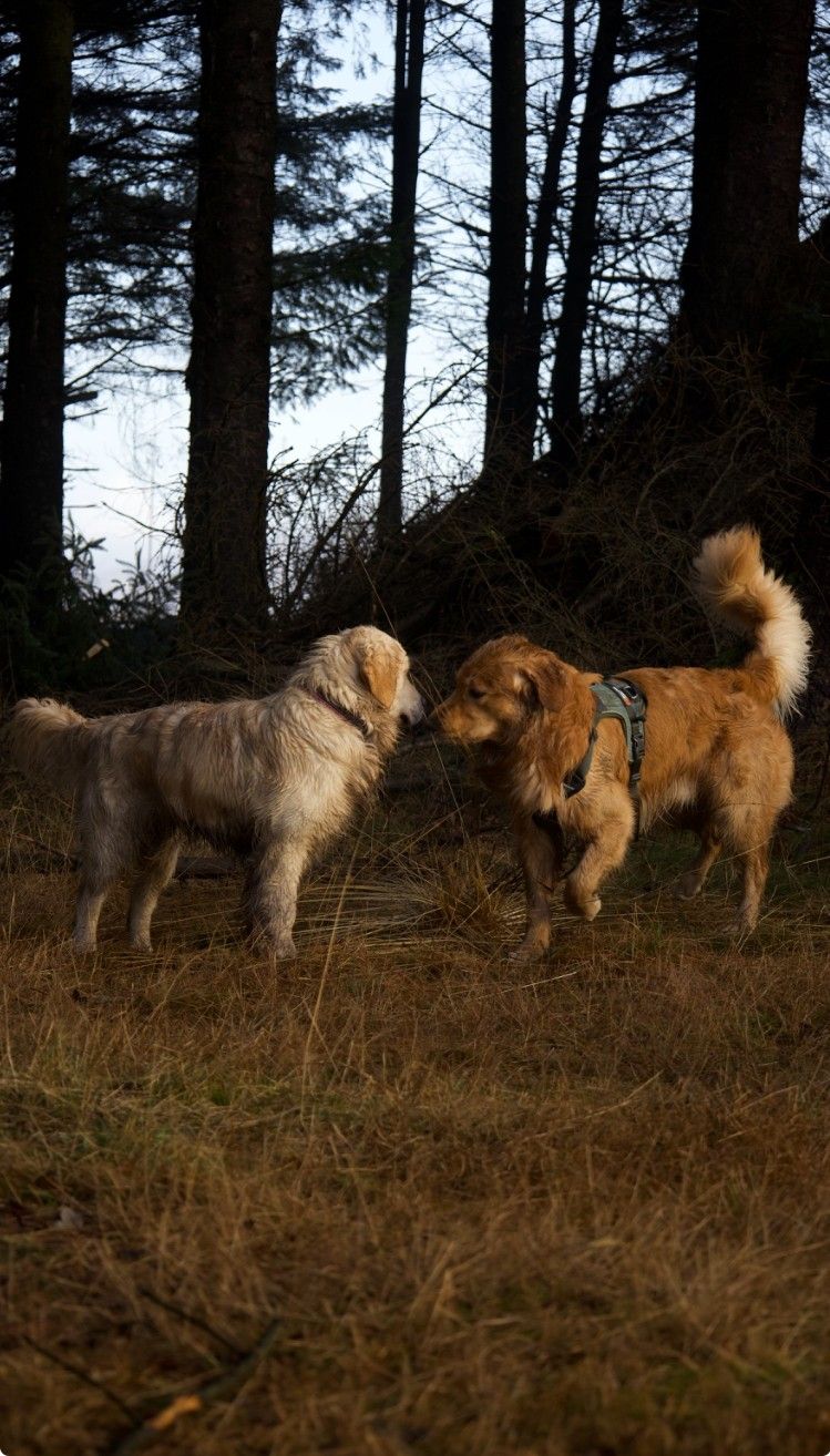 Golden retriever