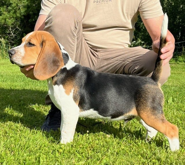 Beagle