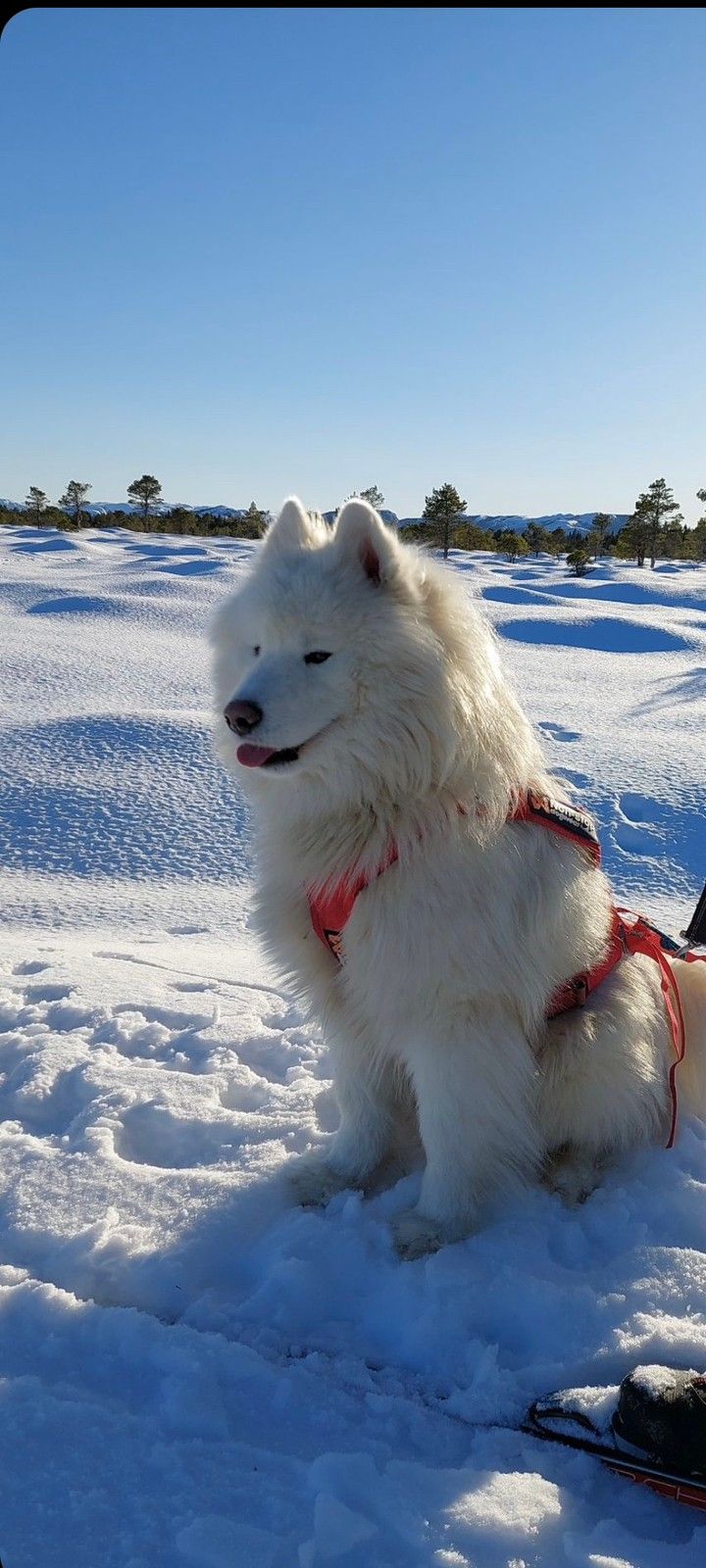 Samojedhund