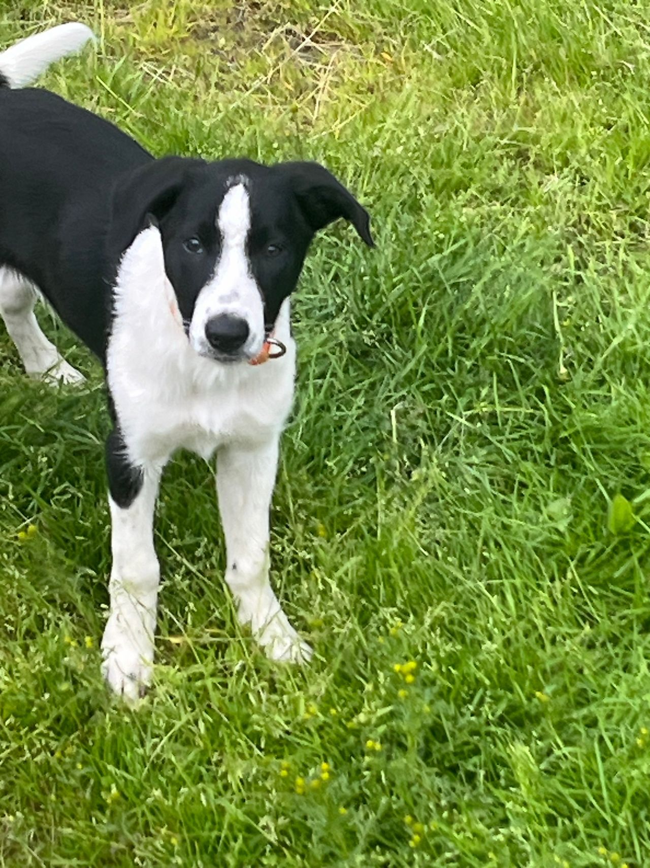 Border collie