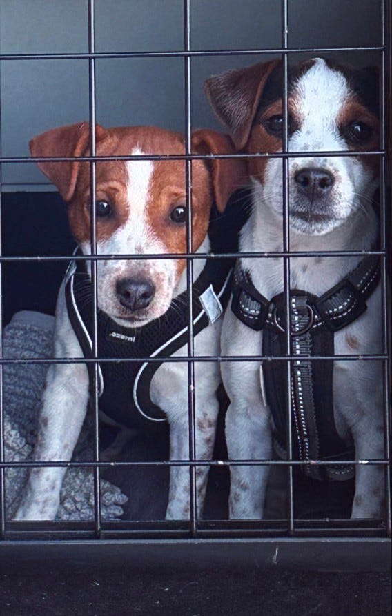 Jack russell terrier