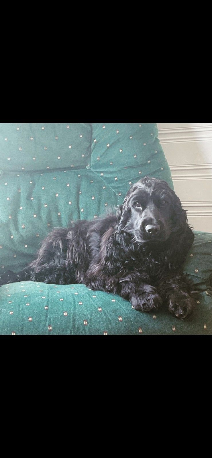 Cocker spaniel