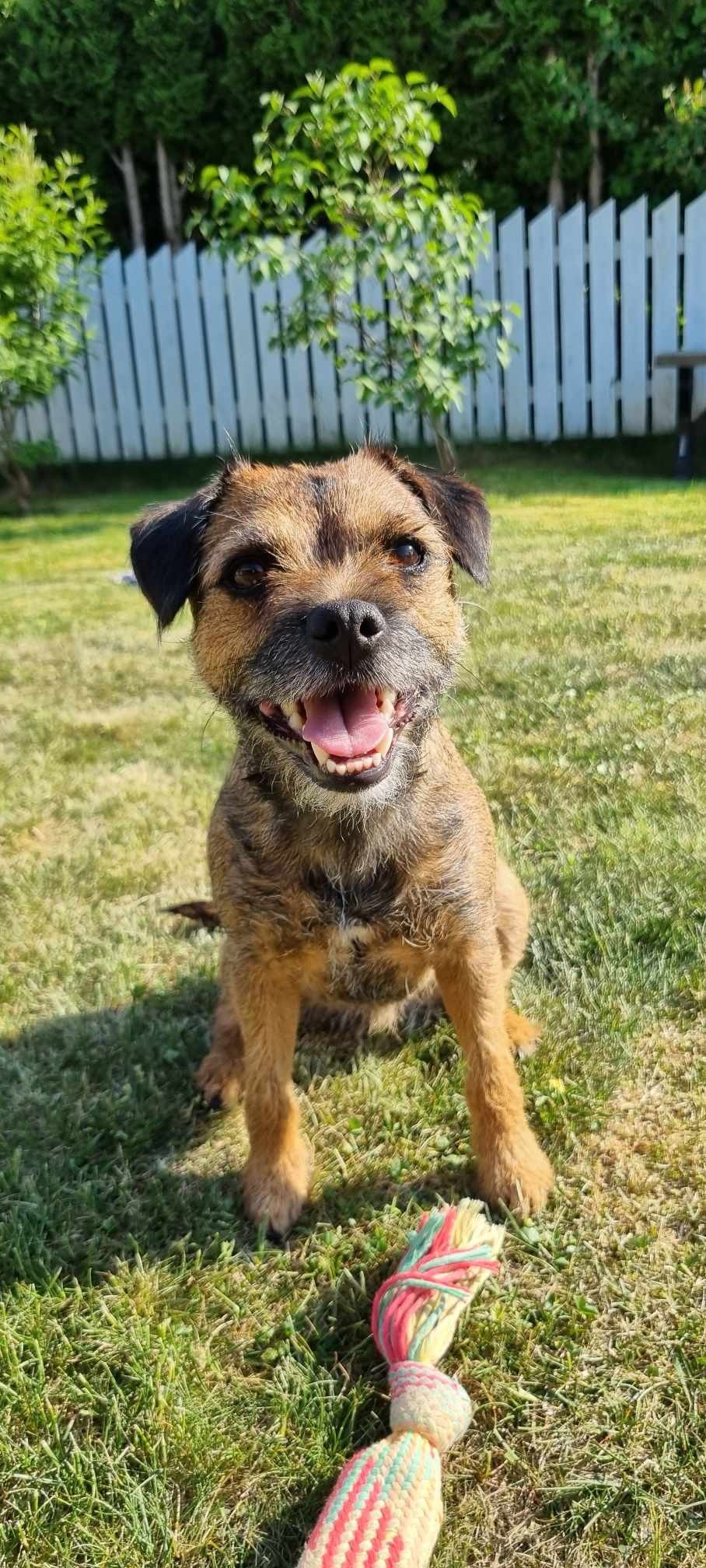 Border terrier