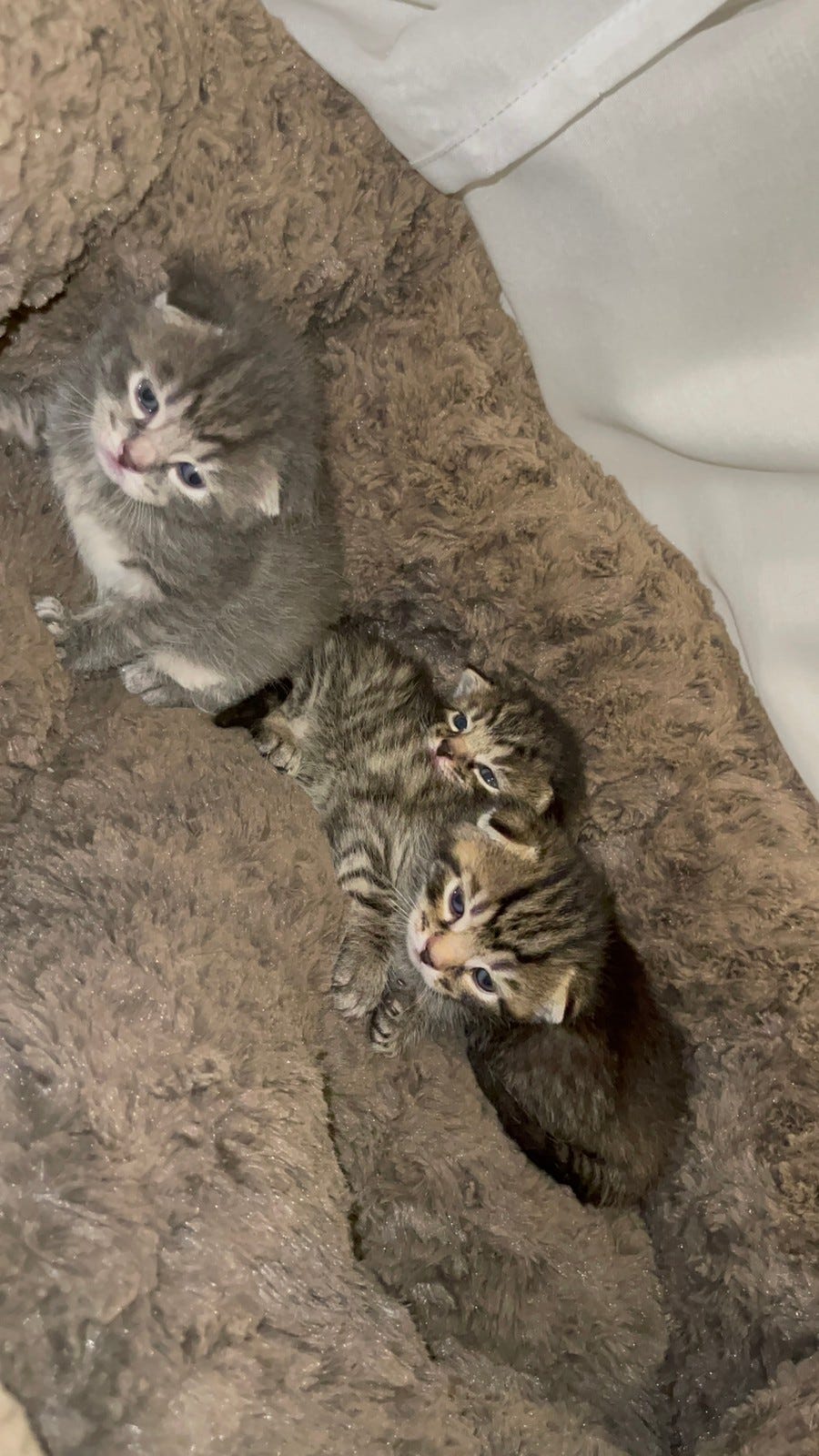 Kattunger selges FINN