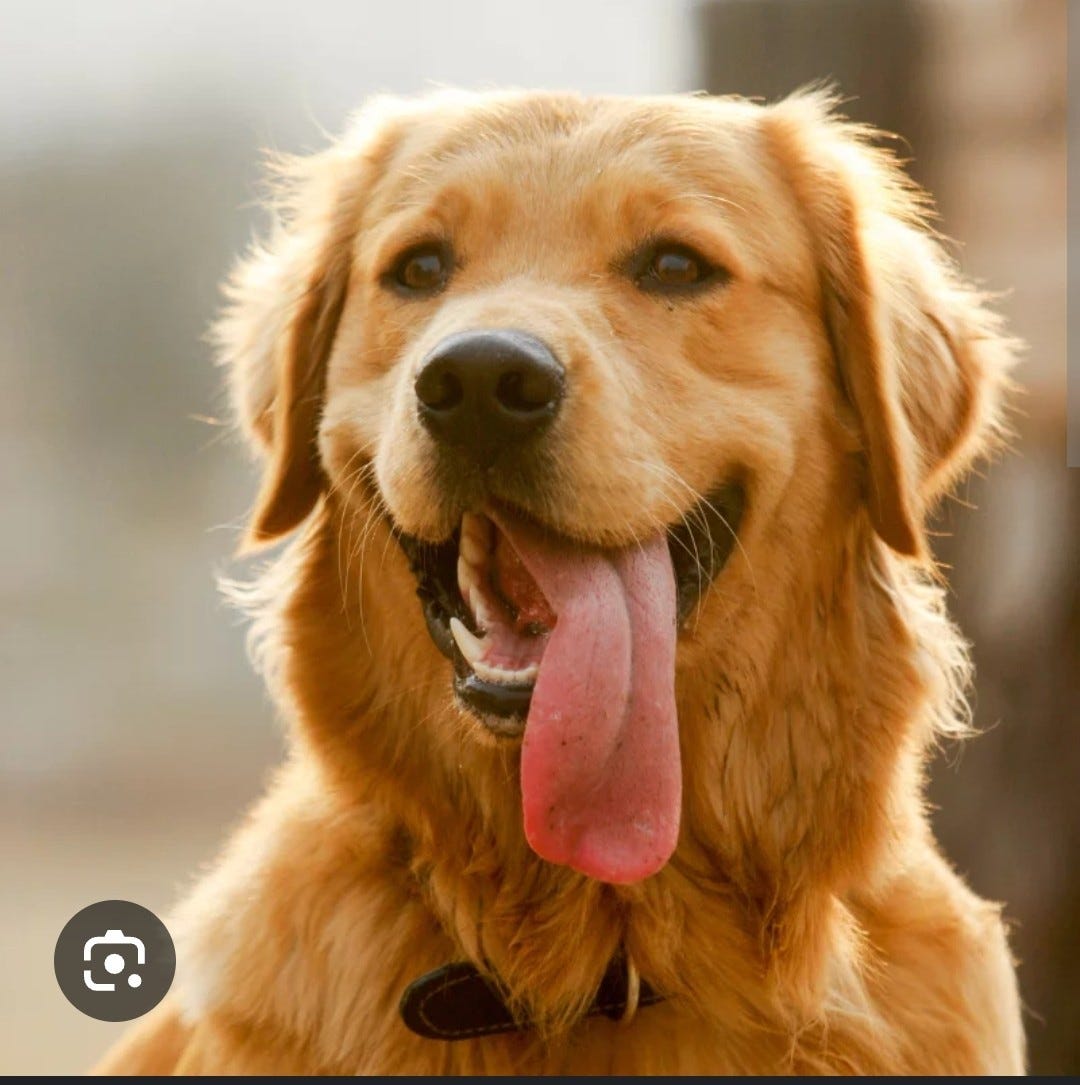 Golden retriever