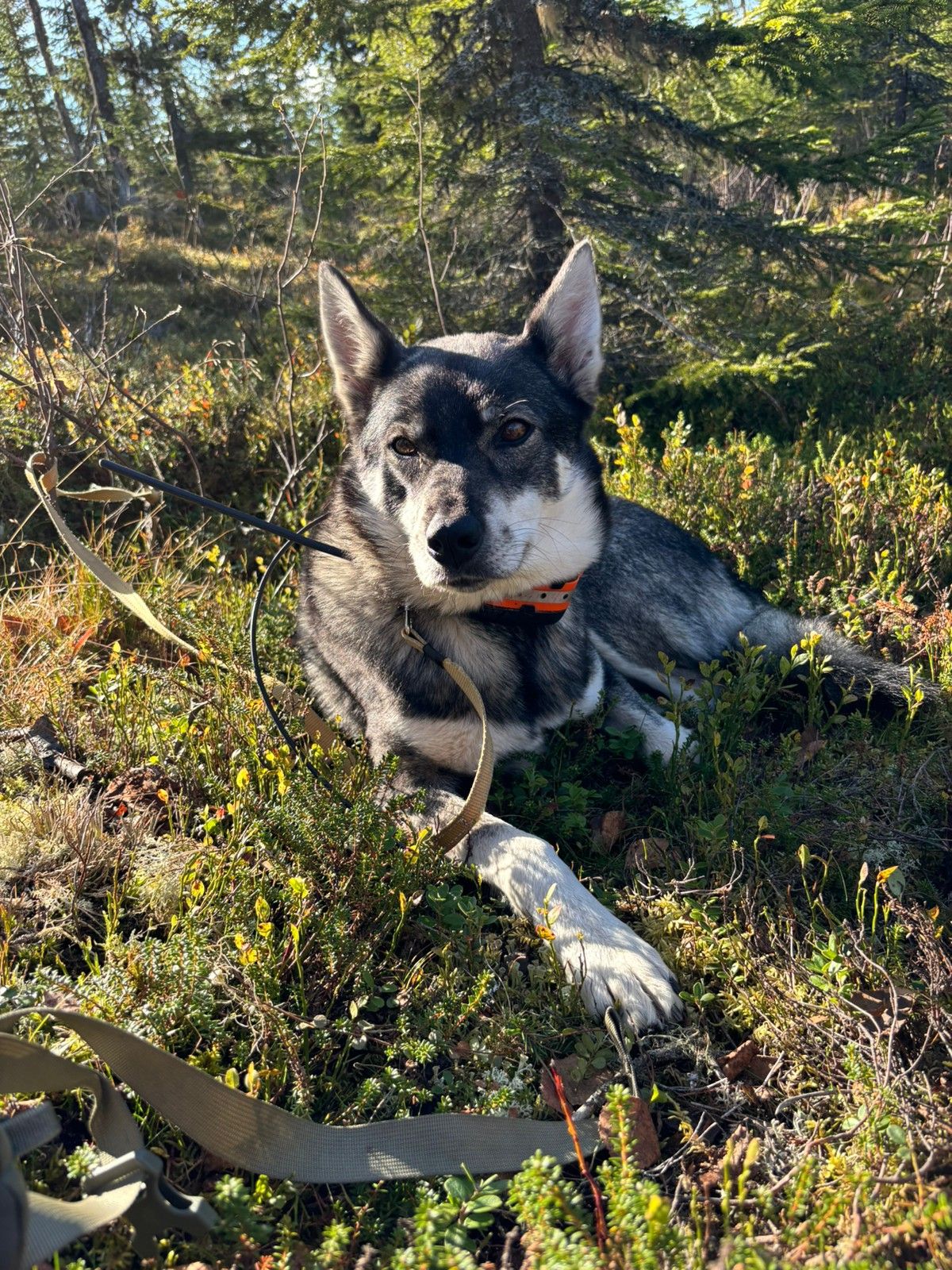 Jämthund