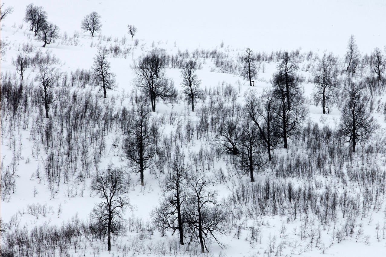 Nye hytter på på Botn Aust Vågsli – pris fra kun 2 990 000kr!