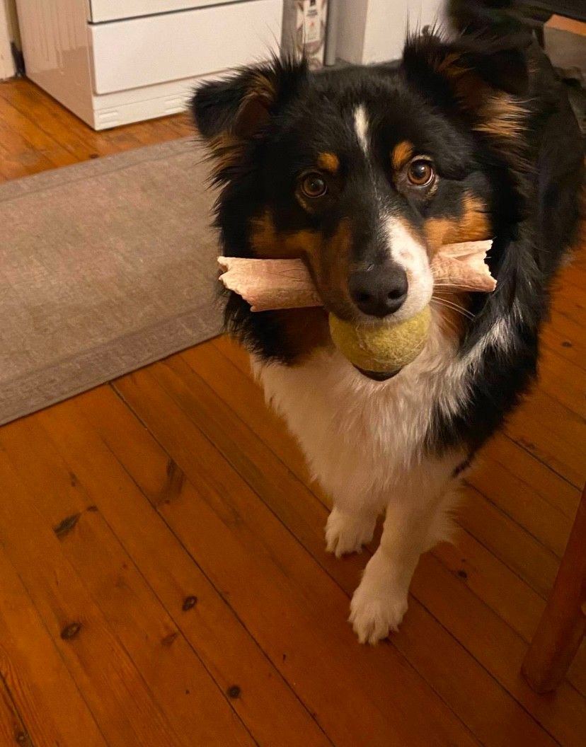 Australian shepherd