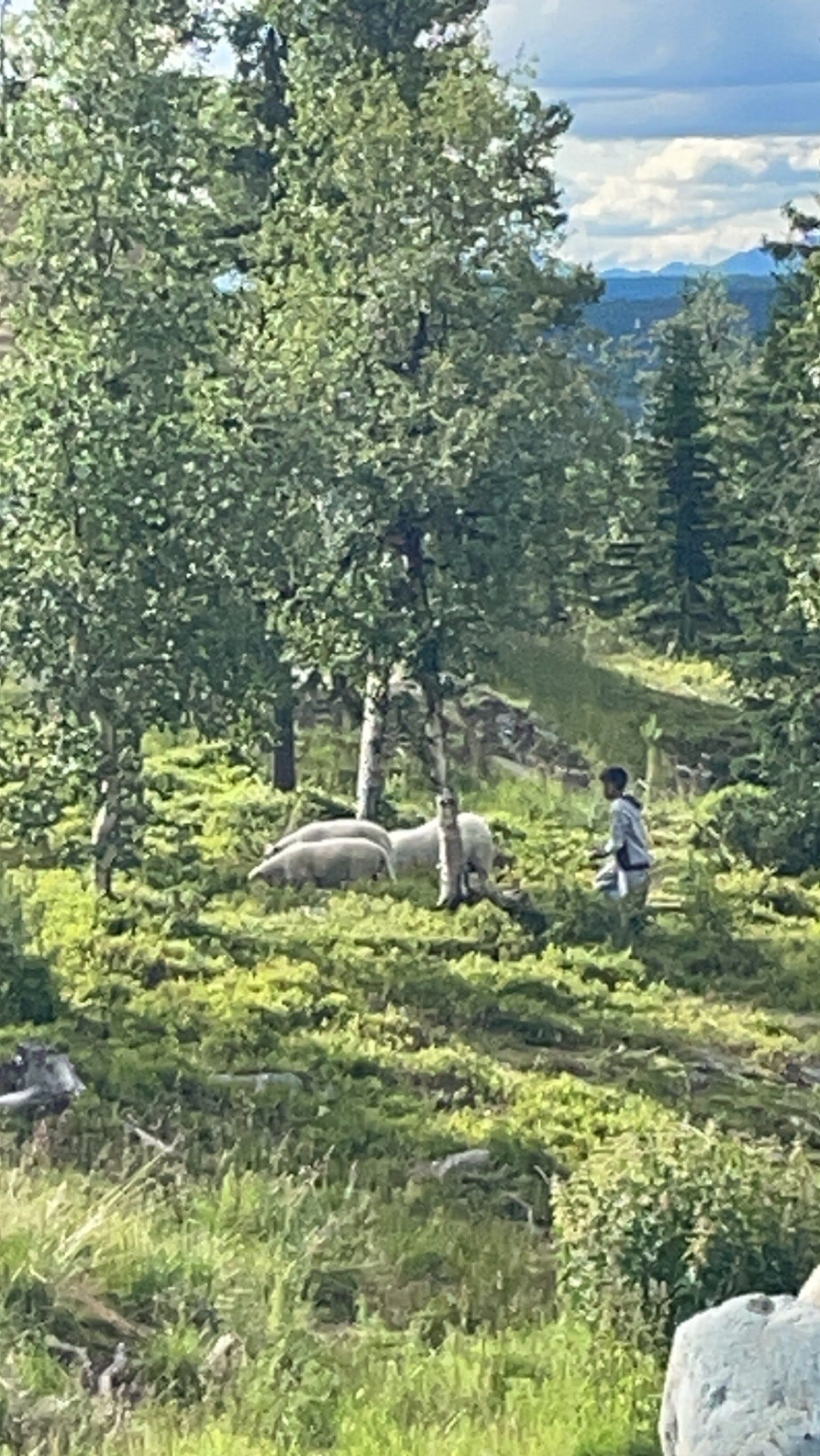 Sauer på beite på tomta hele sommeren Galleribilde