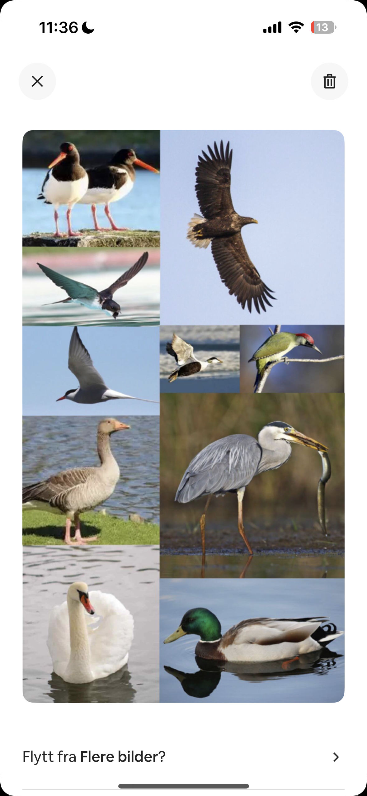 Rikt fugleliv Galleribilde