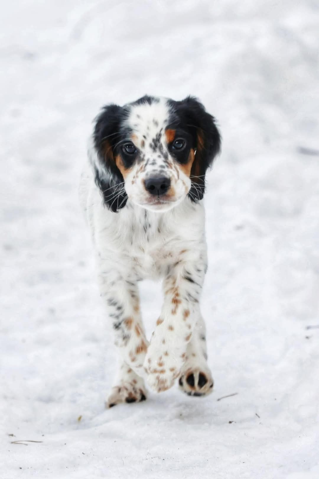 Engelsk setter