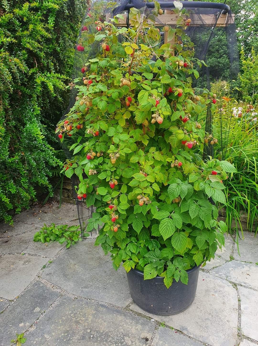 Bringebærplanter, fra Norsk Produsent. Sertifiserte Bringebær Planter ...