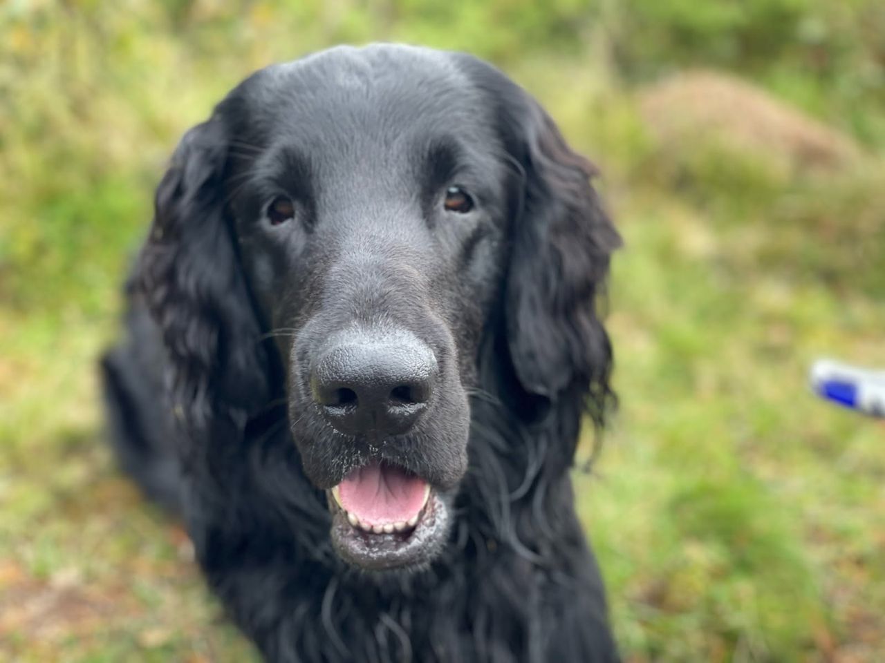 Flat coated retriever
