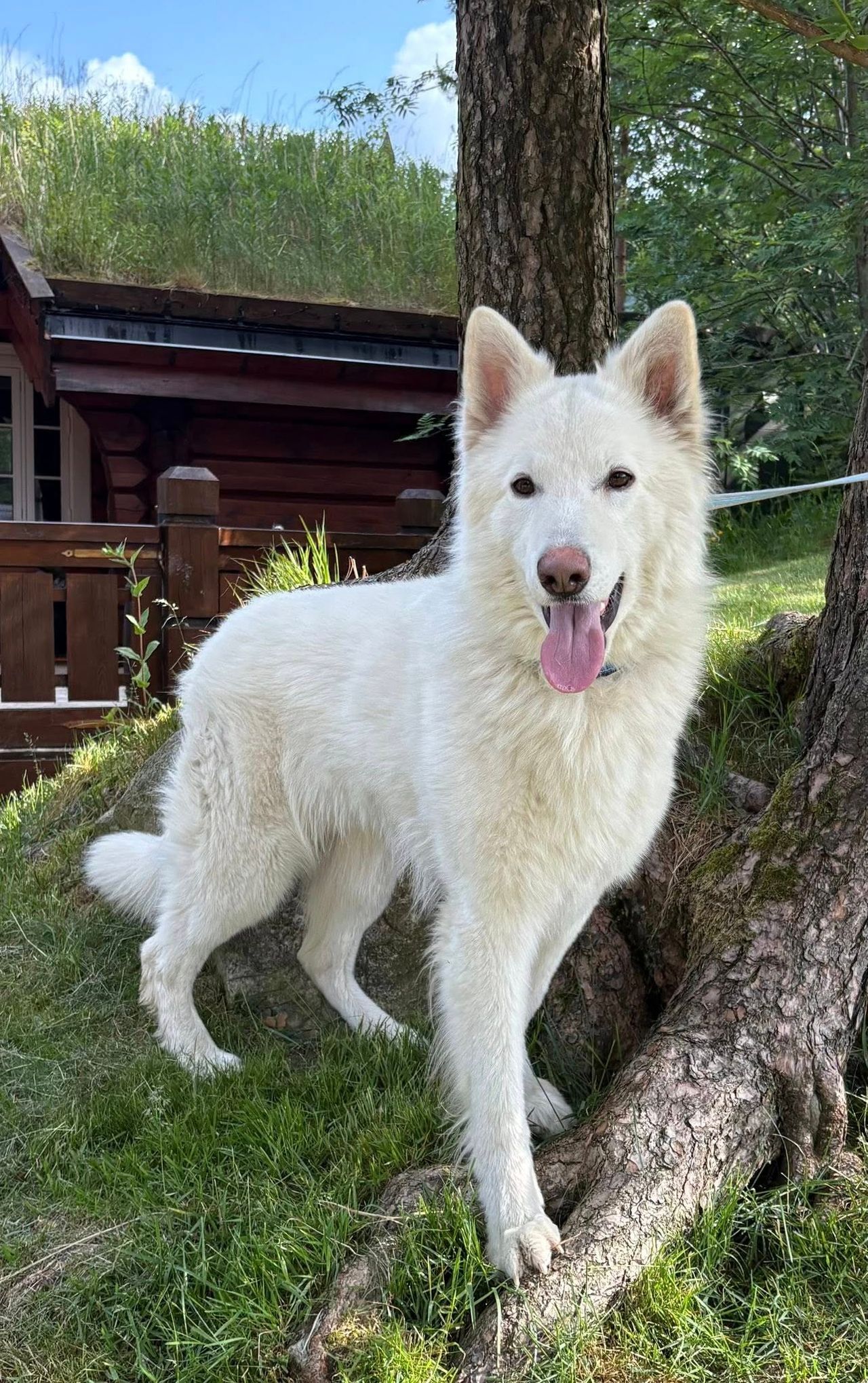 Hvit gjeterhund