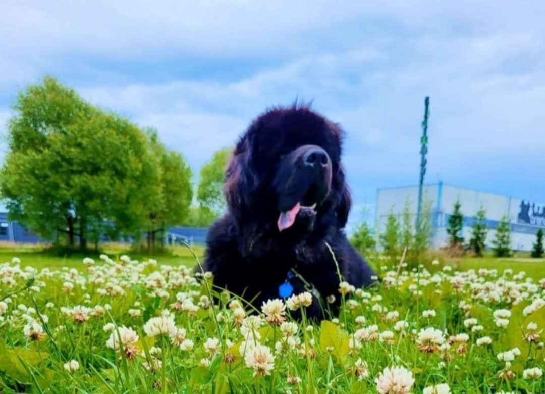 Newfoundlandshund