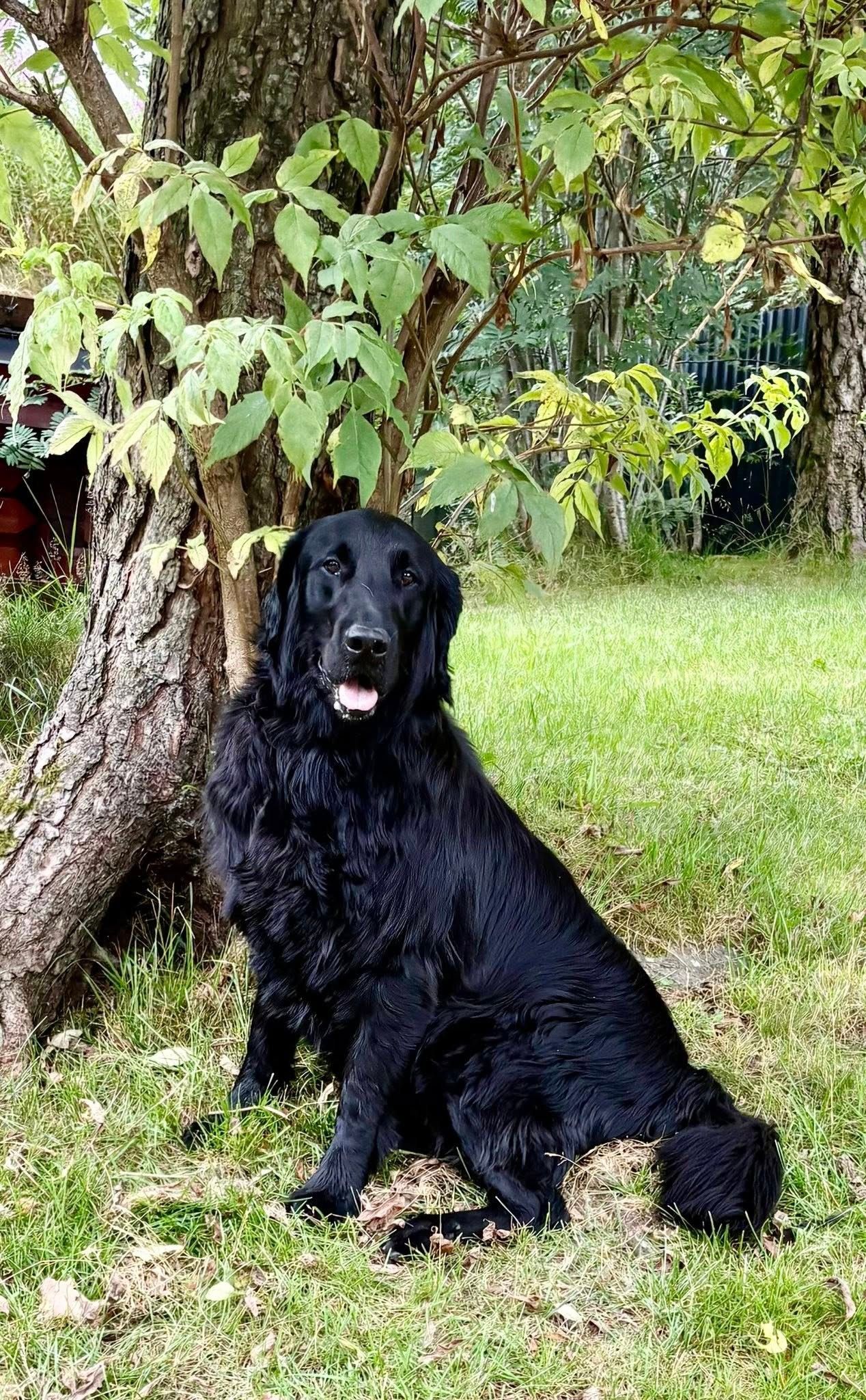 Flat coated retriever
