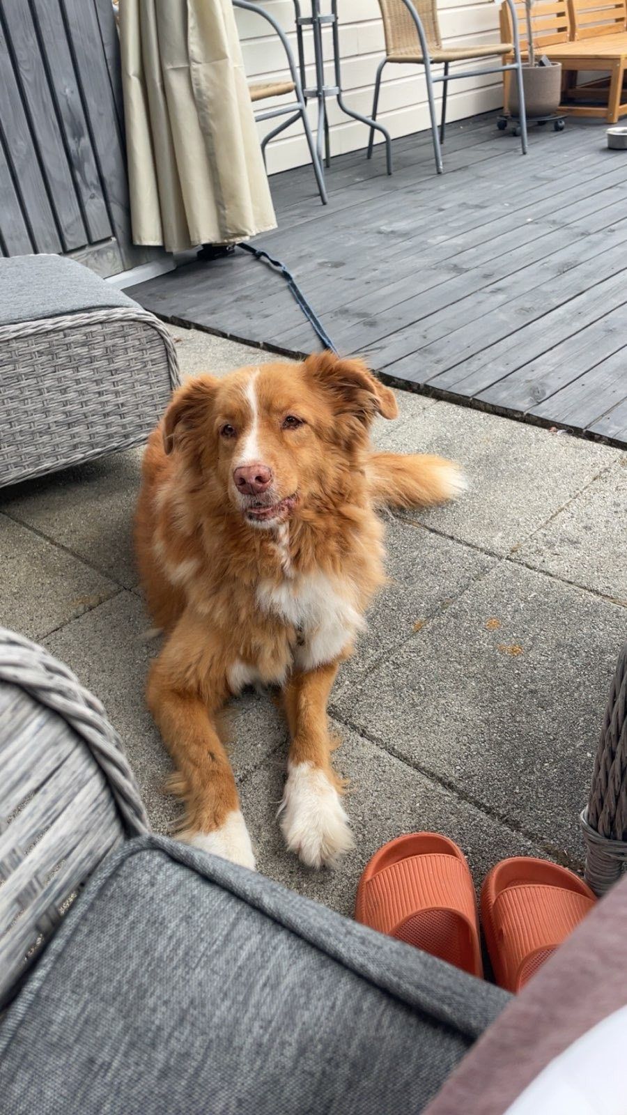 Nova scotia duck tolling retriever
