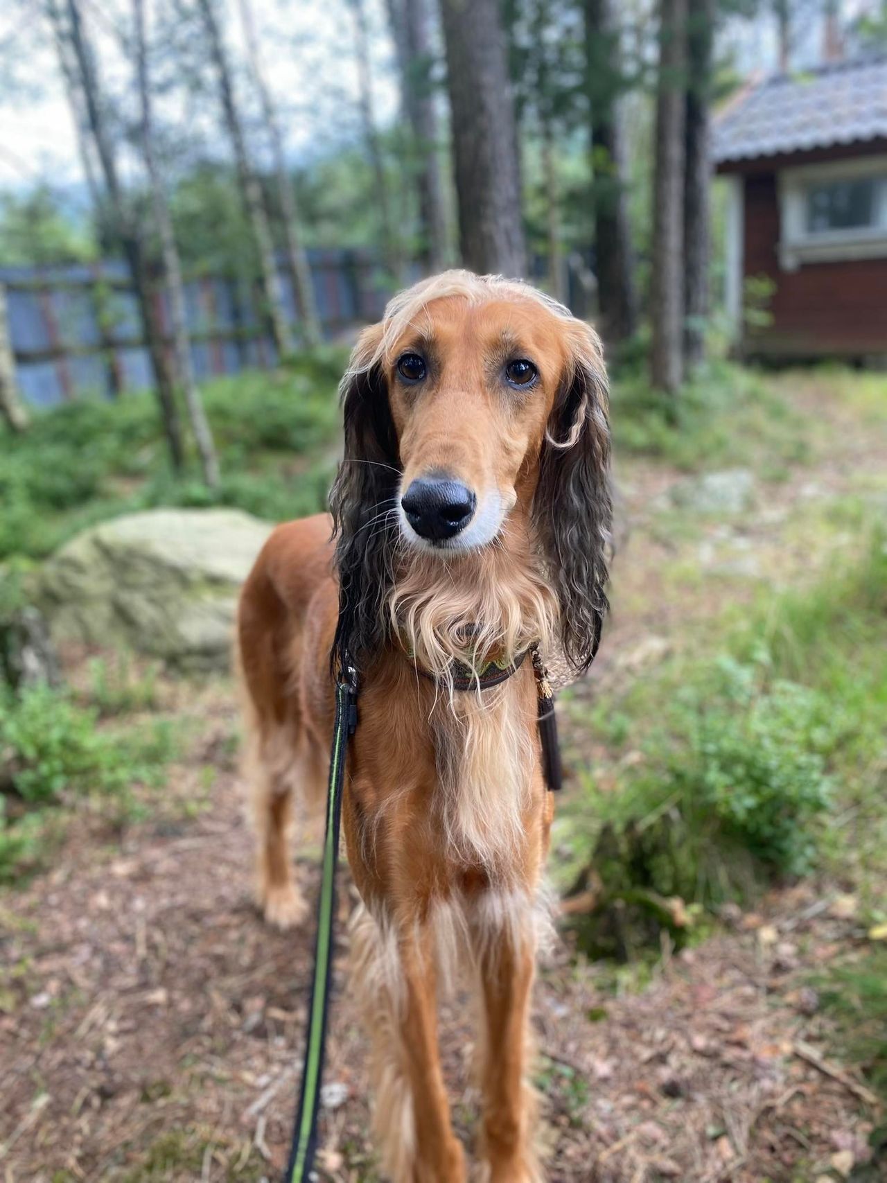 Saluki