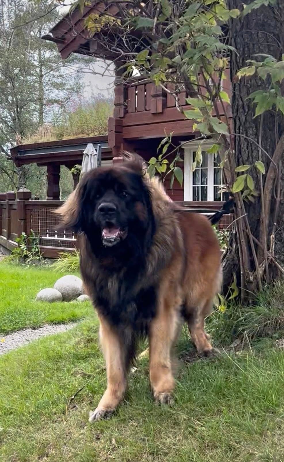 Leonberger