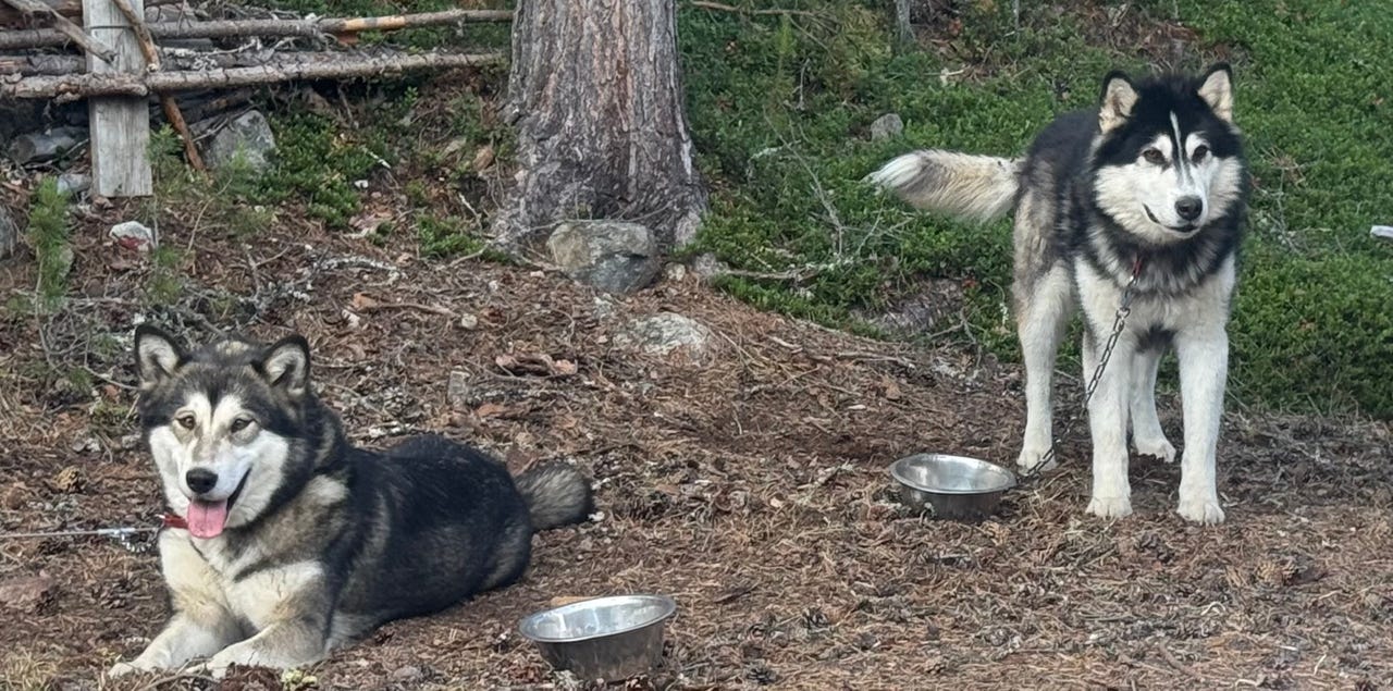 Alaskan malamute
