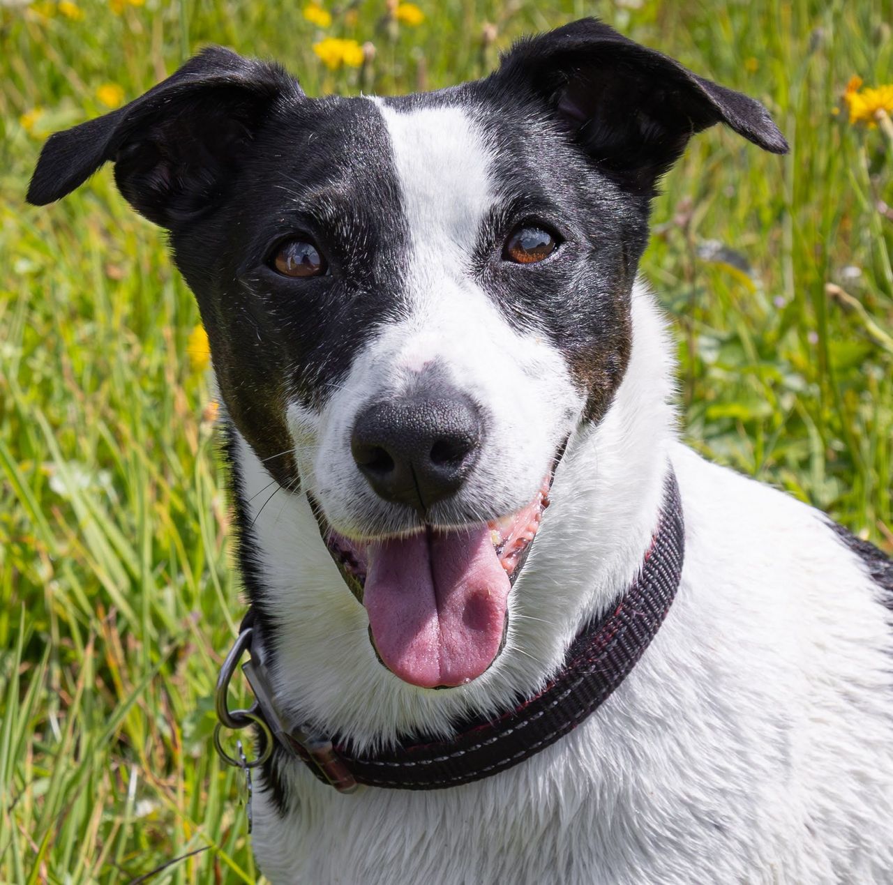 Jack russell terrier
