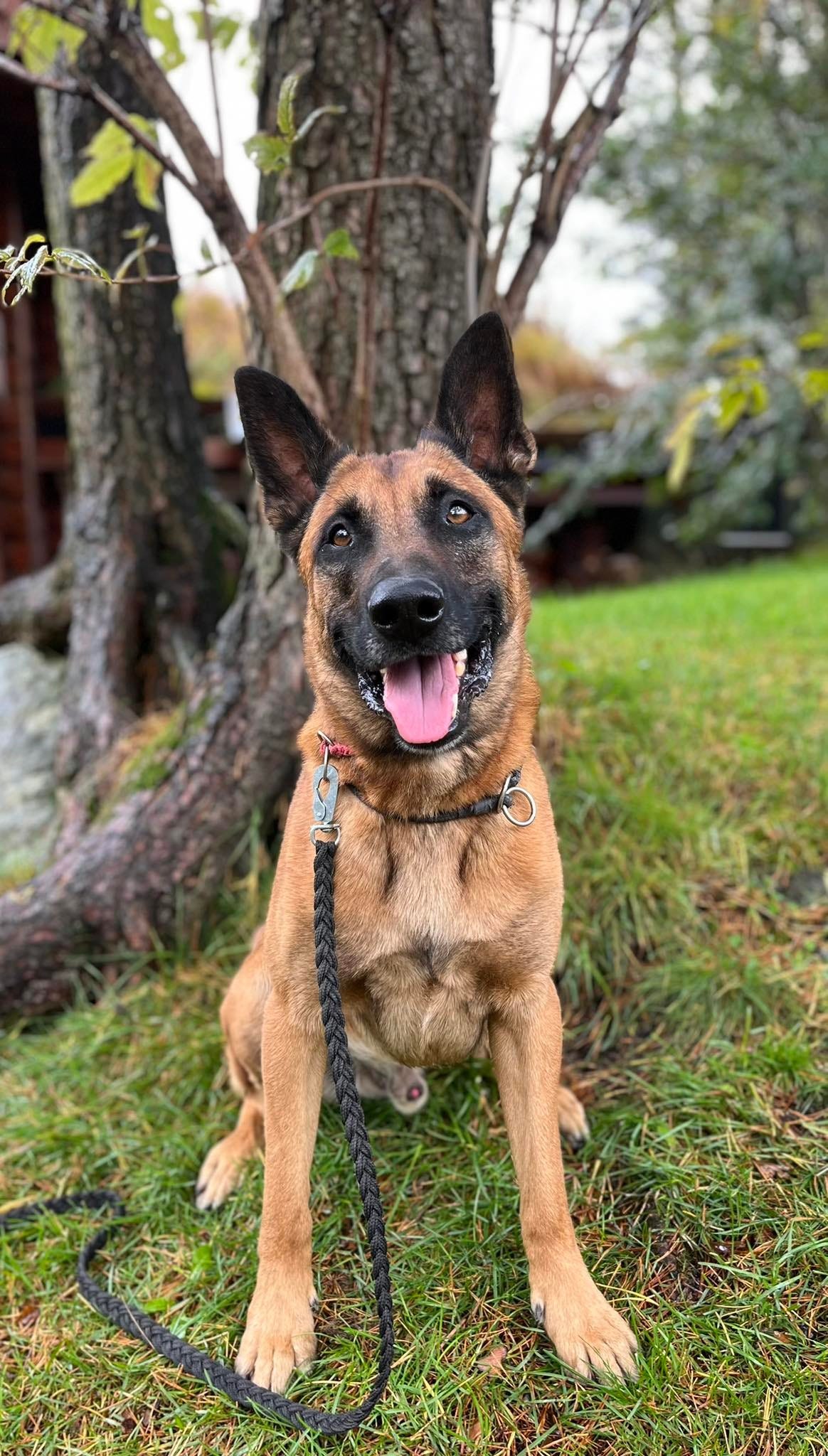 Belgisk fårehund, malinois