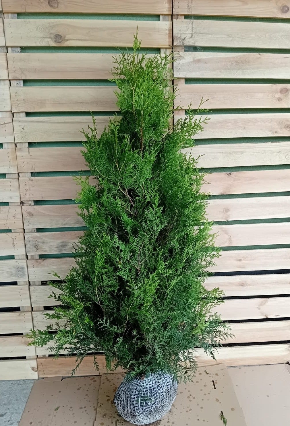 Thuja Brabant 175-200cm og 200-250cm | FINN-torget