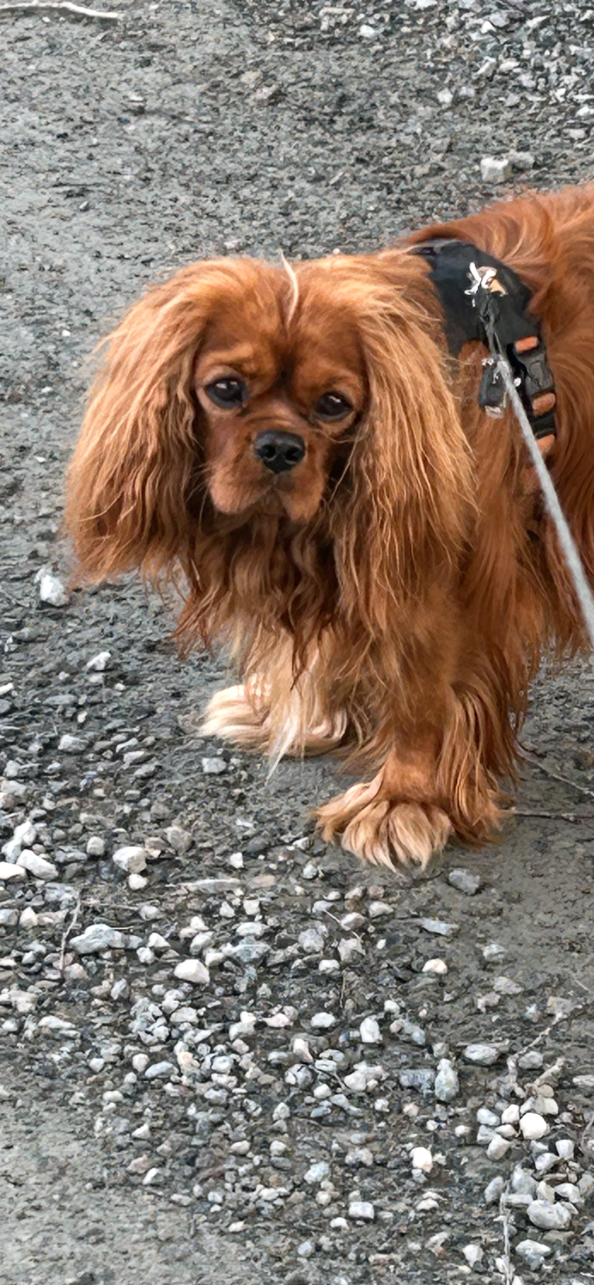 Cavalier king charles spaniel