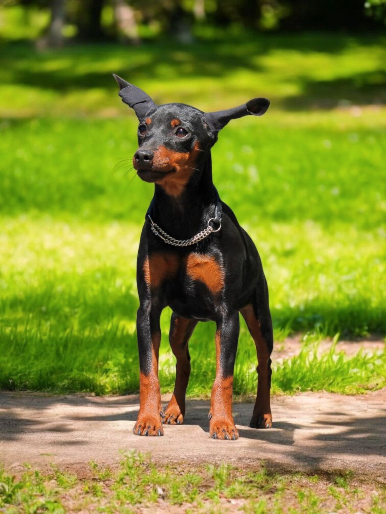 Dvergpinscher