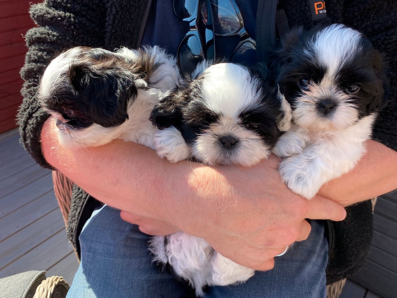 Shih tzu