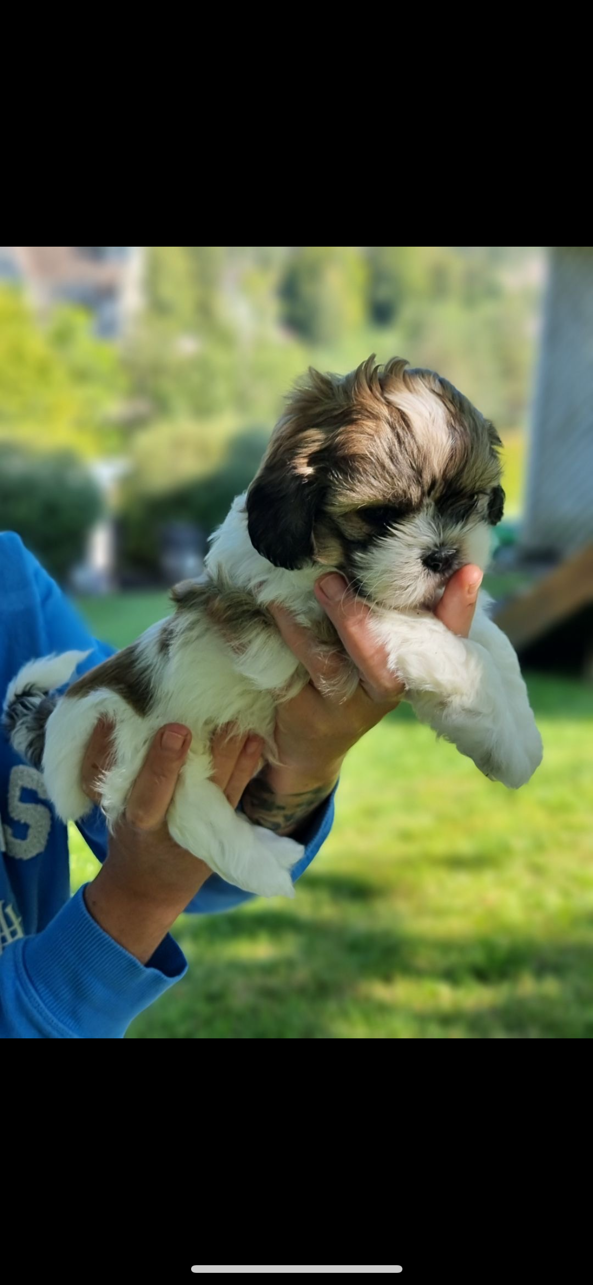 Shih tzu