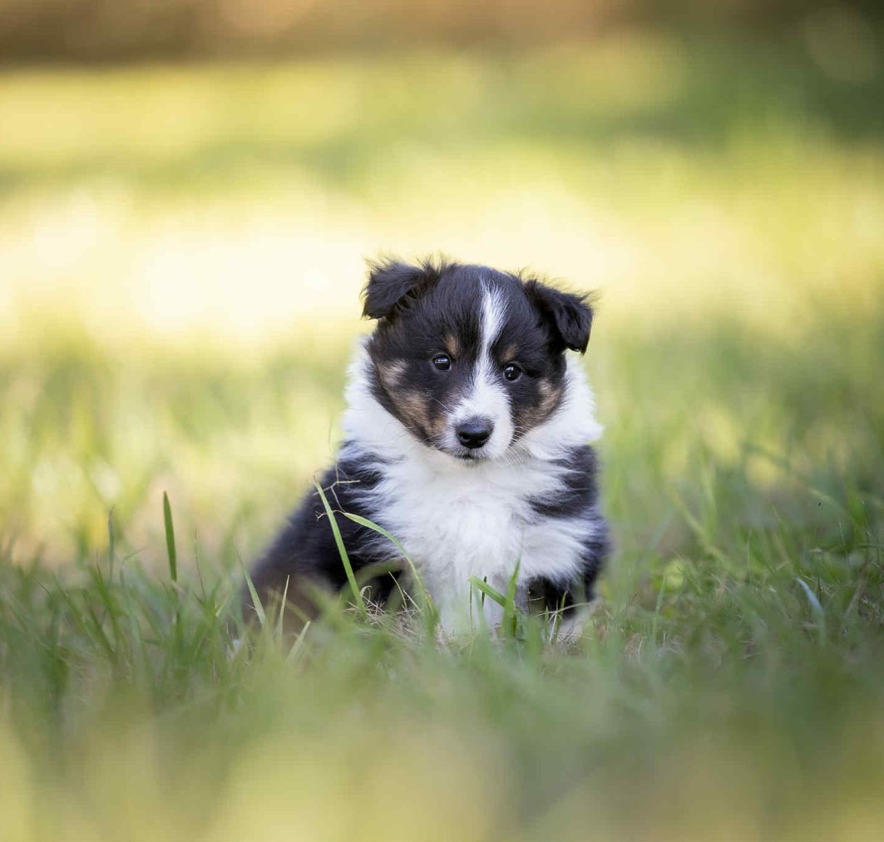 Shetland sheepdog