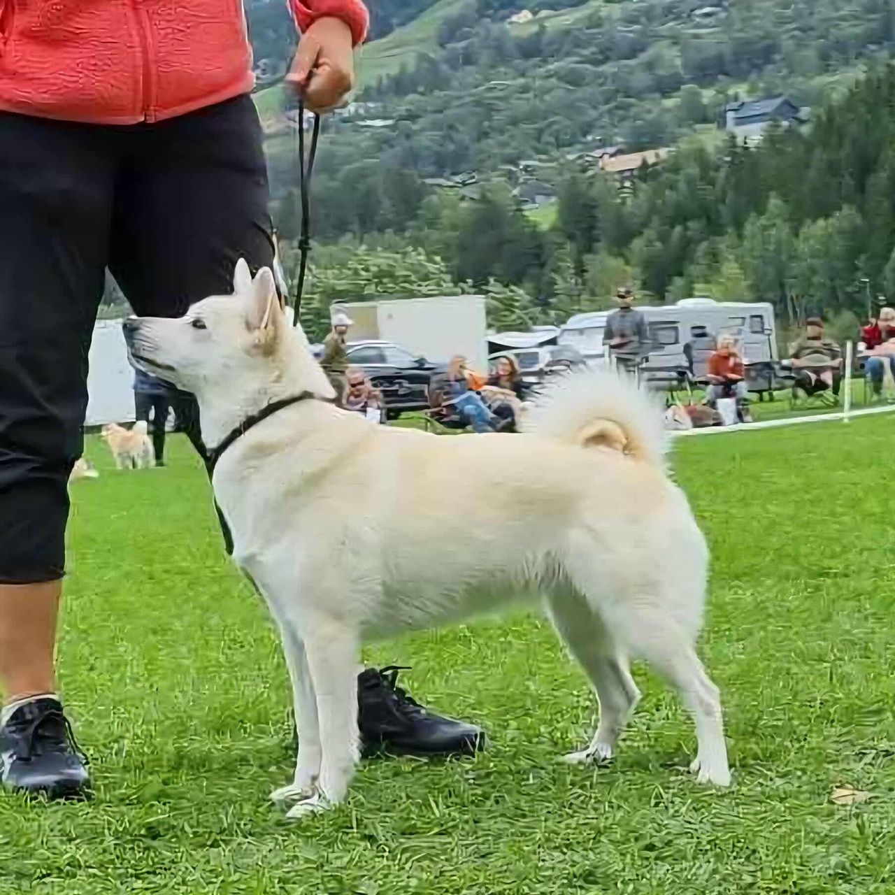 Norsk buhund