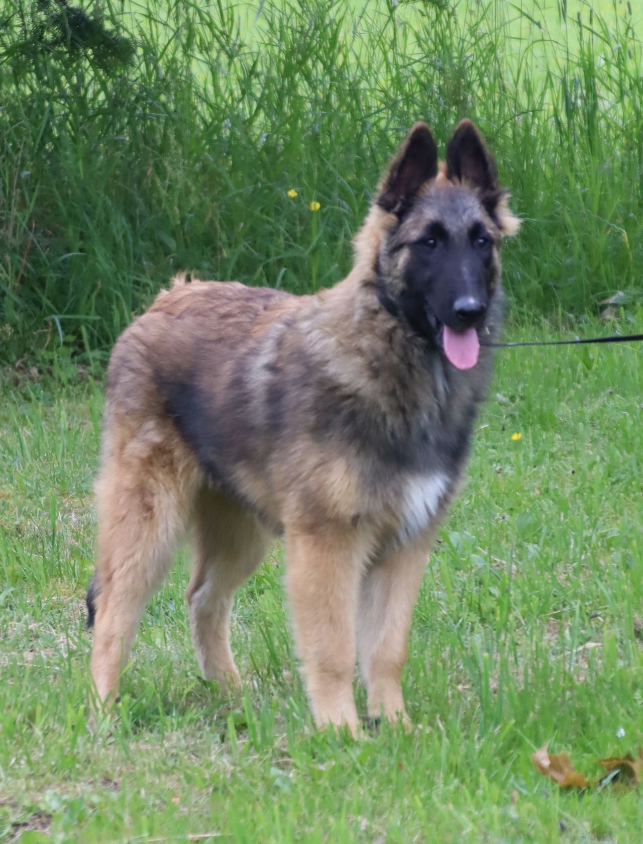 Belgisk fårehund, tervueren