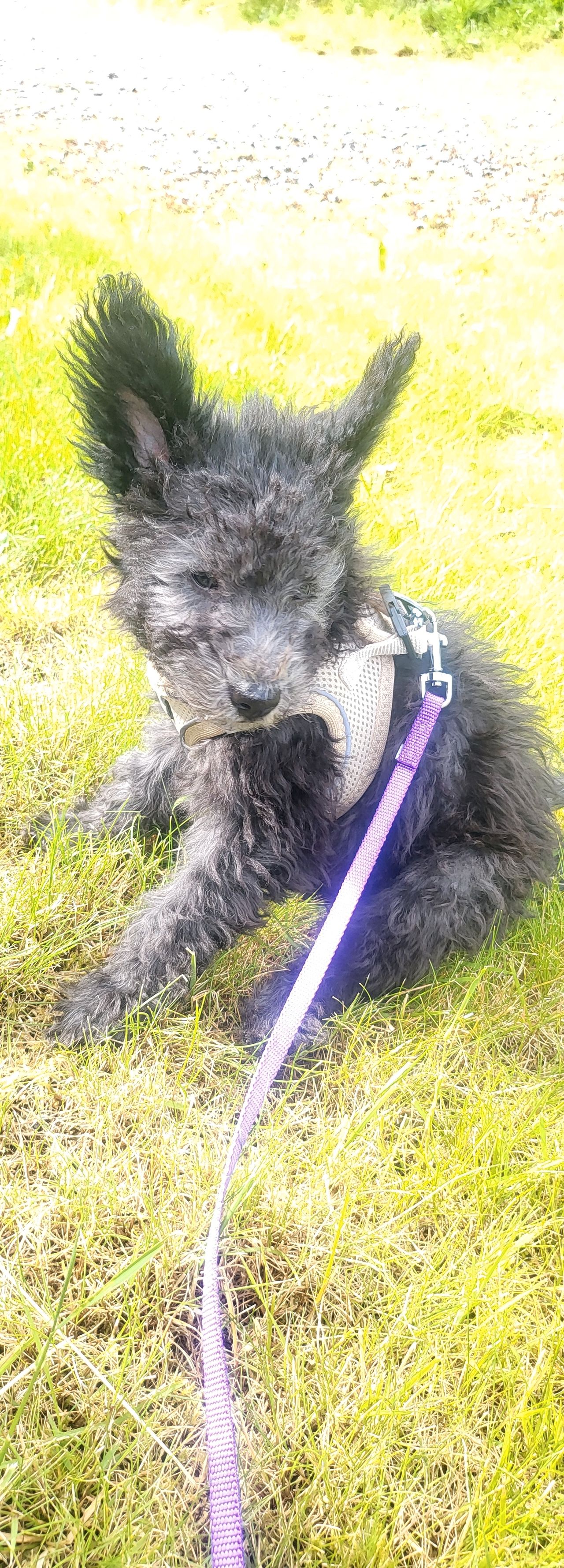 Pumi