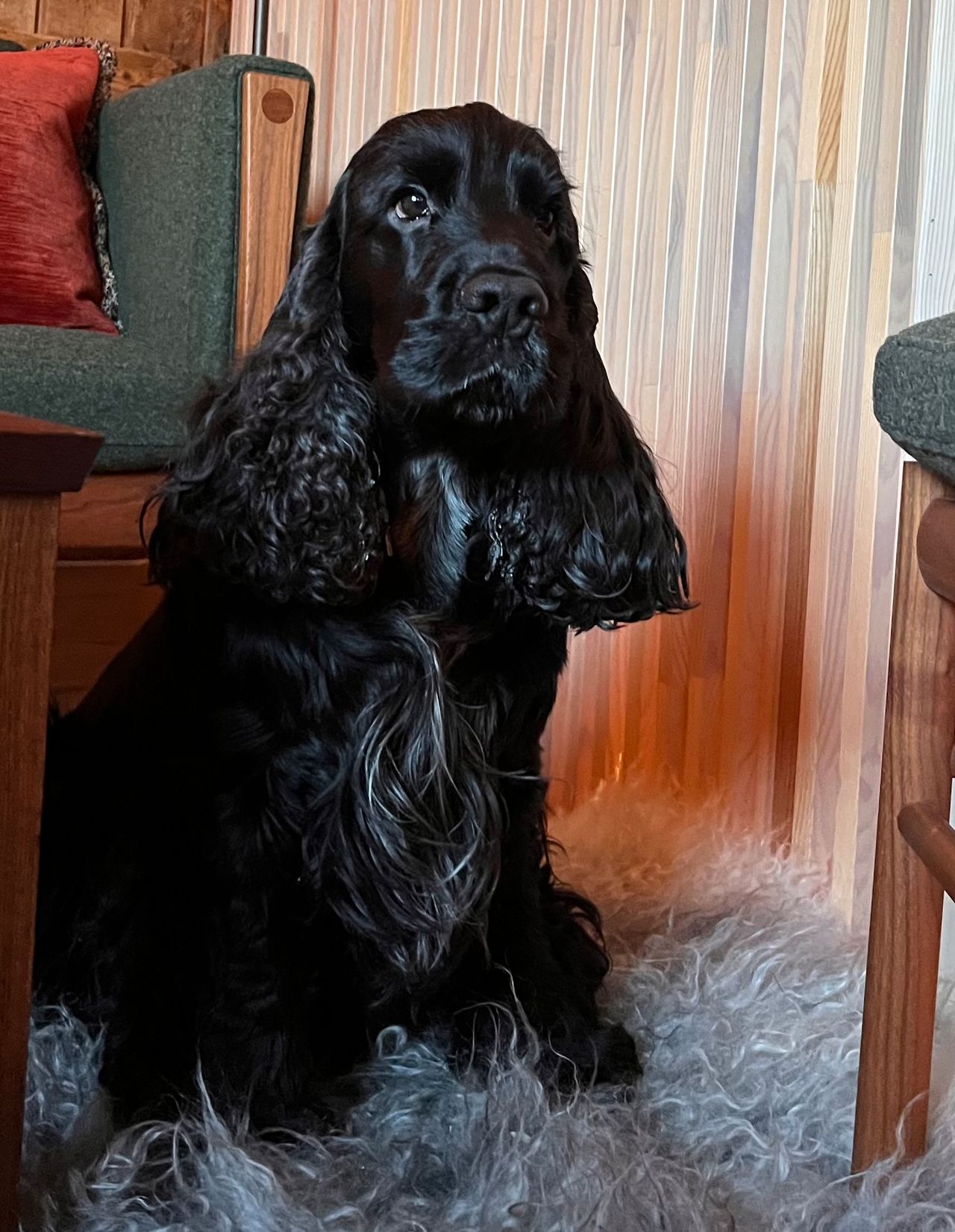 Cocker spaniel
