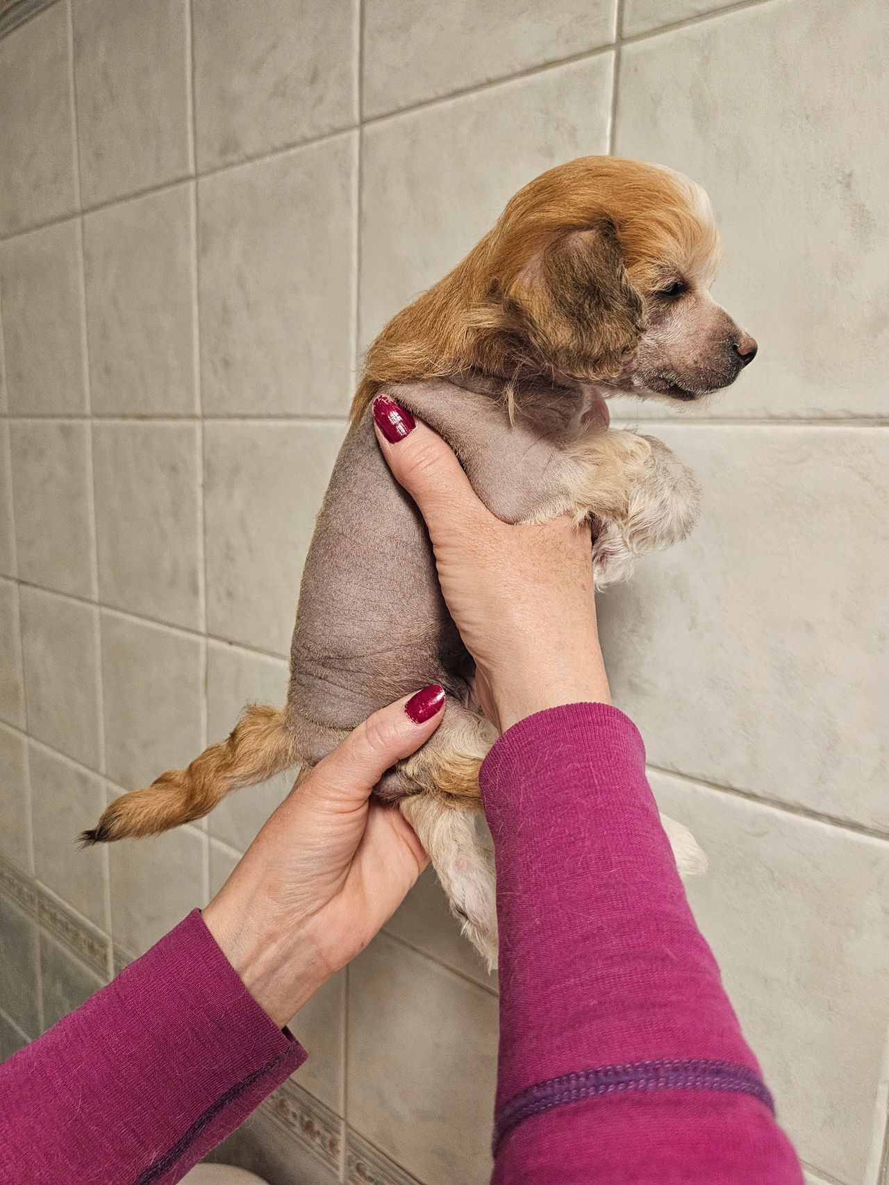 Chinese crested powderpuff