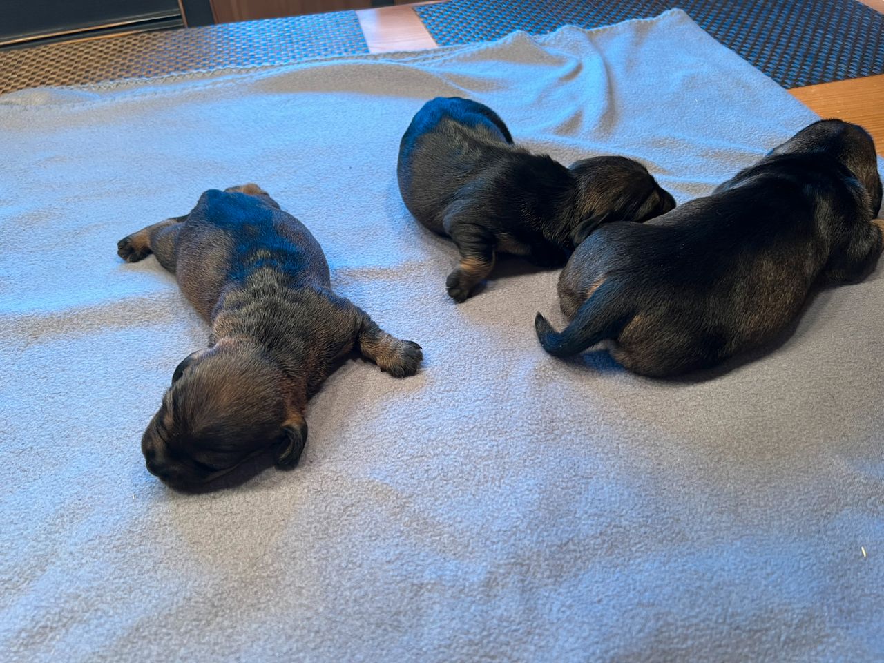 Dachshund strihåret