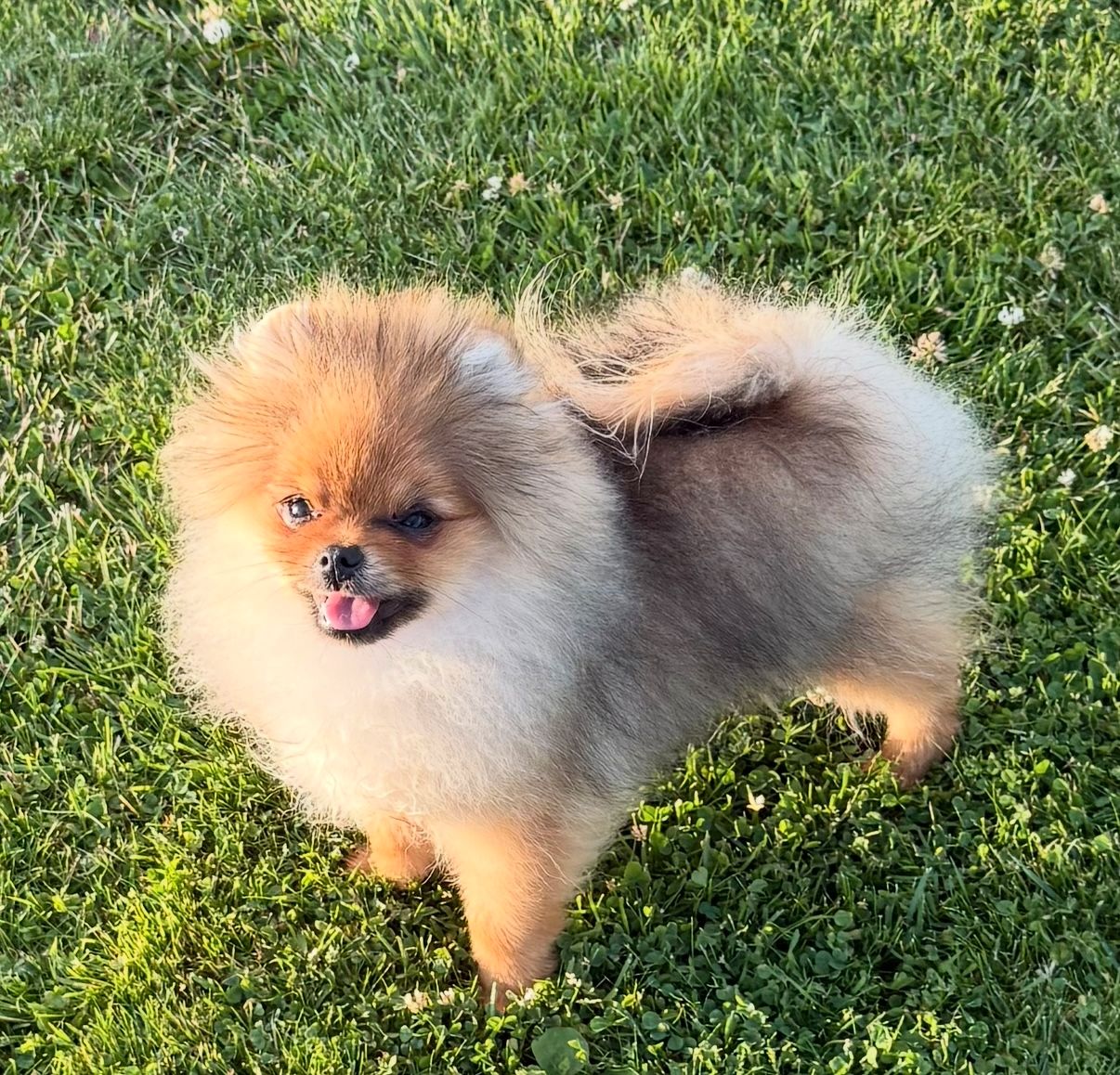 Pomeranian