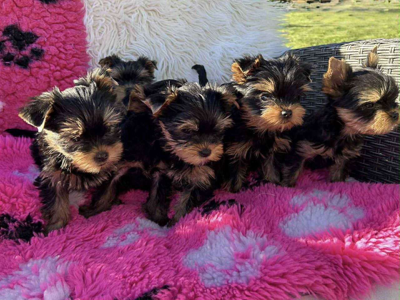 Yorkshire terrier