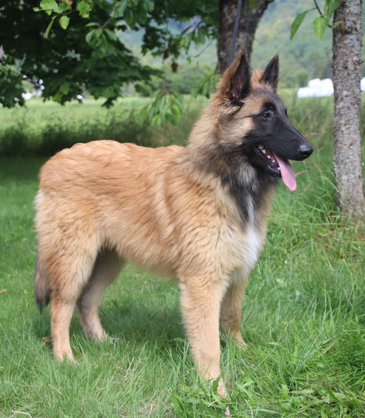 Belgisk fårehund, tervueren