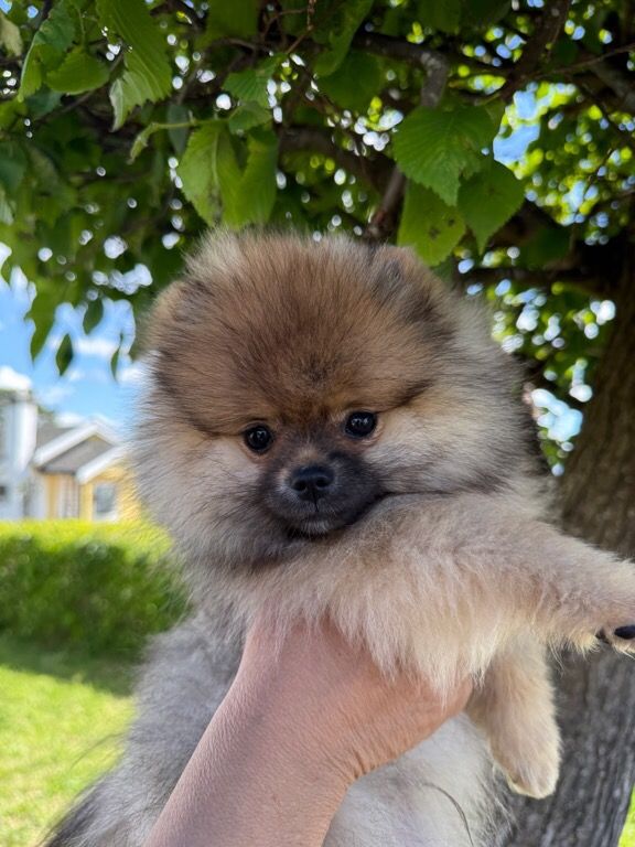 Pomeranian