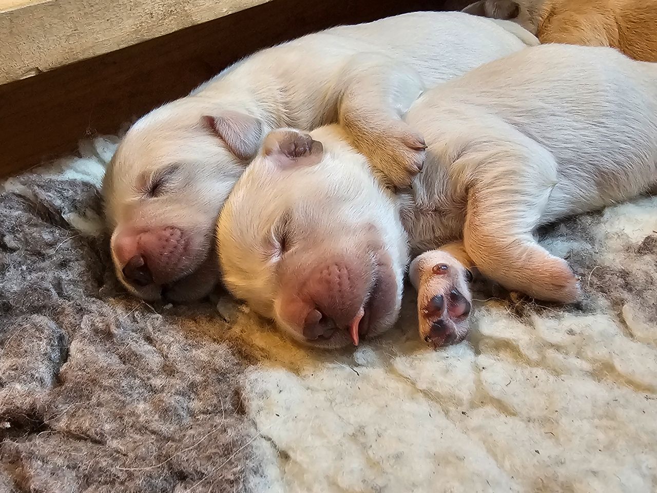 Golden retriever